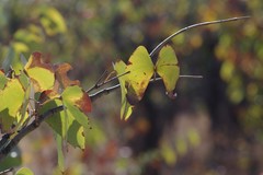 Colophospermum mopane image