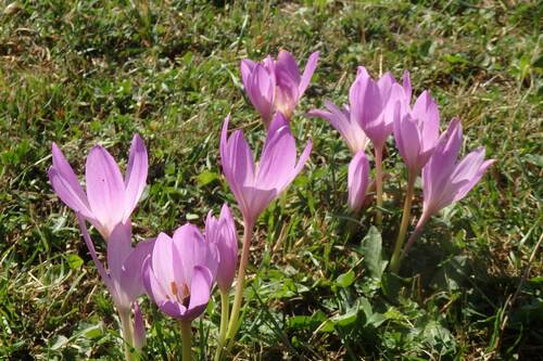 Colchicum speciosum
