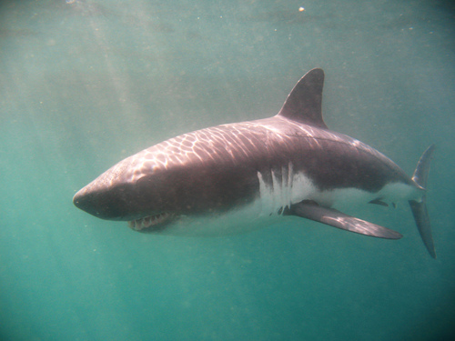 Salmon shark (Lamna ditropis) — Lamnidae