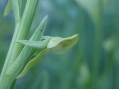 Platanthera sparsiflora