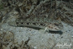 Triplespot Goby photo 2