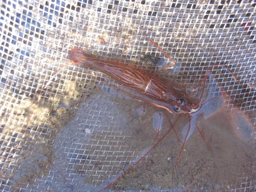 Lysmata californica