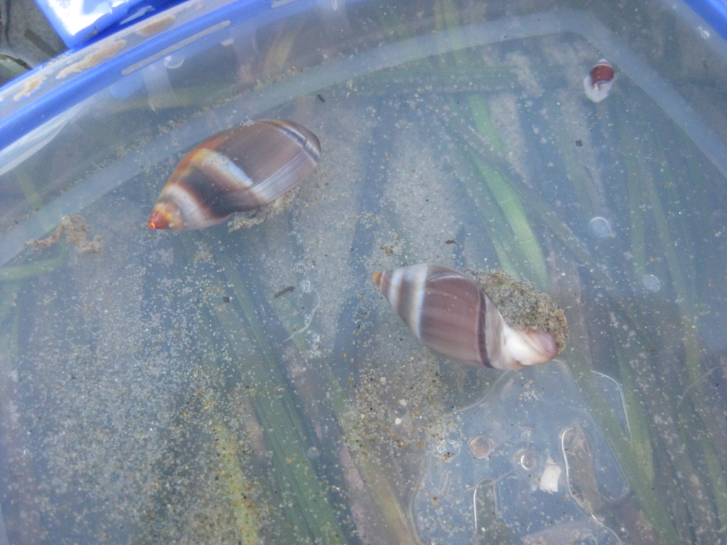 Amalda australis