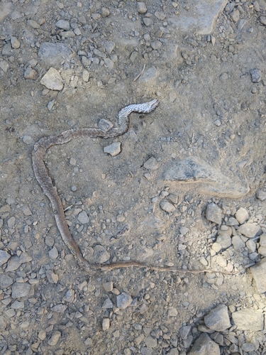 iNaturalist observation photo of Red Coachwhip
