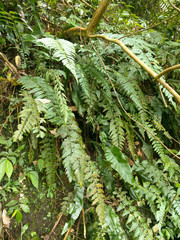 Asplenium cuneatiforme