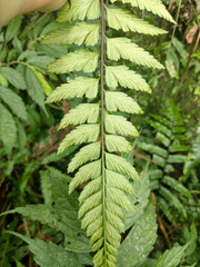 Asplenium cuneatiforme