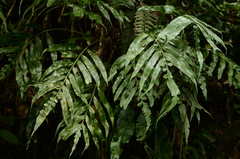 Asplenium formosae