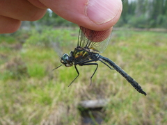 Somatochlora sahlbergi
