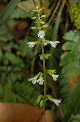 Salvia hayatae