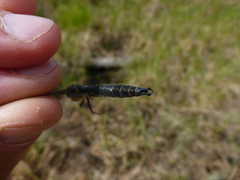 Somatochlora sahlbergi