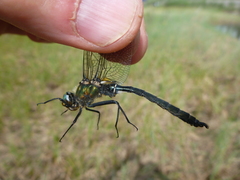 Somatochlora sahlbergi