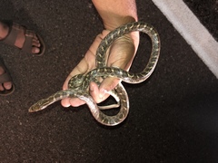 Arizona elegans elegans