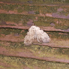 Dyspyralis puncticosta