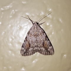 Catocala amica