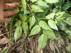 Ventilago leiocarpa