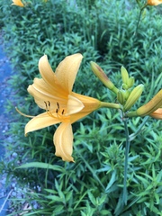 Hemerocallis hakuunensis
