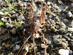 Pleioplectron simplex