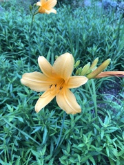 Hemerocallis hakuunensis