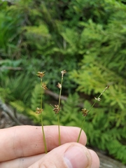 Carex loliacea