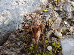 Pleioplectron simplex