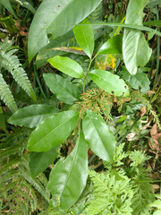 Glycosmis parviflora