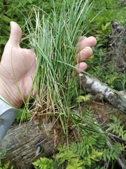 Carex loliacea