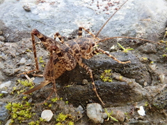 Pleioplectron simplex