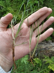 Carex loliacea