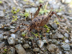 Pleioplectron simplex