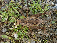 Pleioplectron simplex