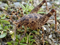 Pleioplectron simplex