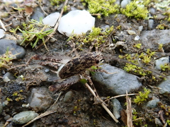 Pleioplectron simplex