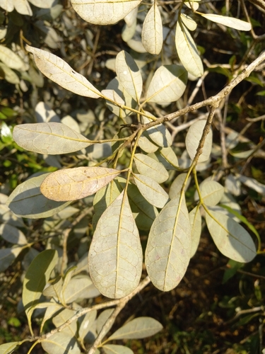 Tabebuia berteroi