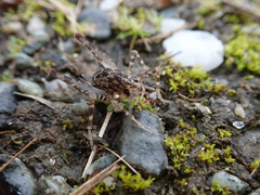 Pleioplectron simplex