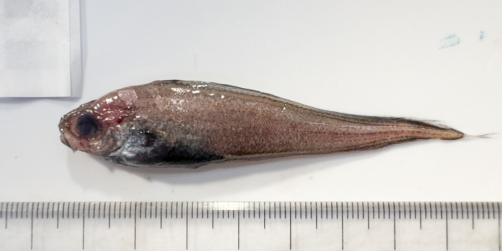 Shortbeard codling (Laemonema barbatulum) — Moridae