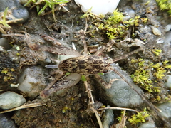 Pleioplectron simplex