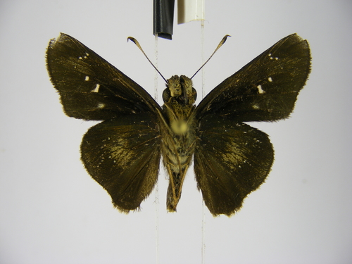 Long-horned Swift