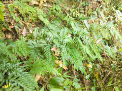 Pteris dispar