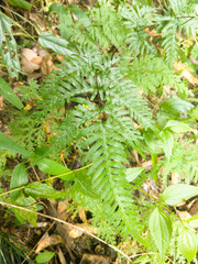 Pteris dispar