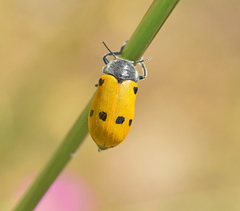 Lachnaia sexpunctata
