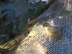 Charybdis japonica
