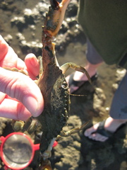 Charybdis japonica