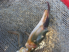 Charybdis japonica