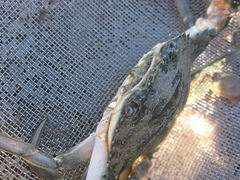 Charybdis japonica
