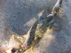 Charybdis japonica