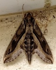 Hippotion velox