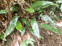 Grypothrix triphylla