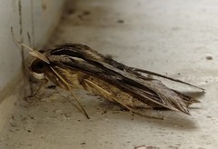 Hippotion velox