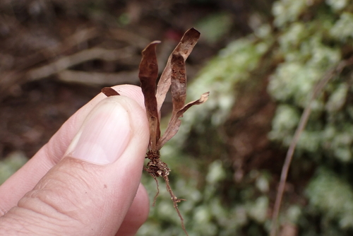 Adenophorus oahuensis observed 2024-10-12