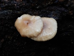 Clitocybe wellingtonensis